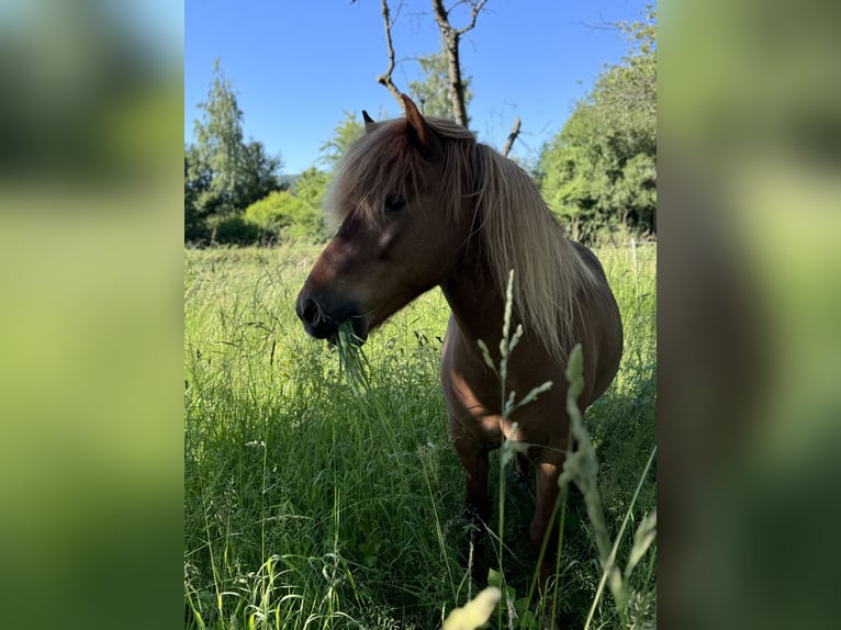 Islandpferd Wallach 7 Jahre 142 cm Fuchs in WanfriedWanfried