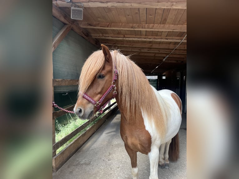 Islandpferd Wallach 7 Jahre 142 cm Schecke in Sattelbach
