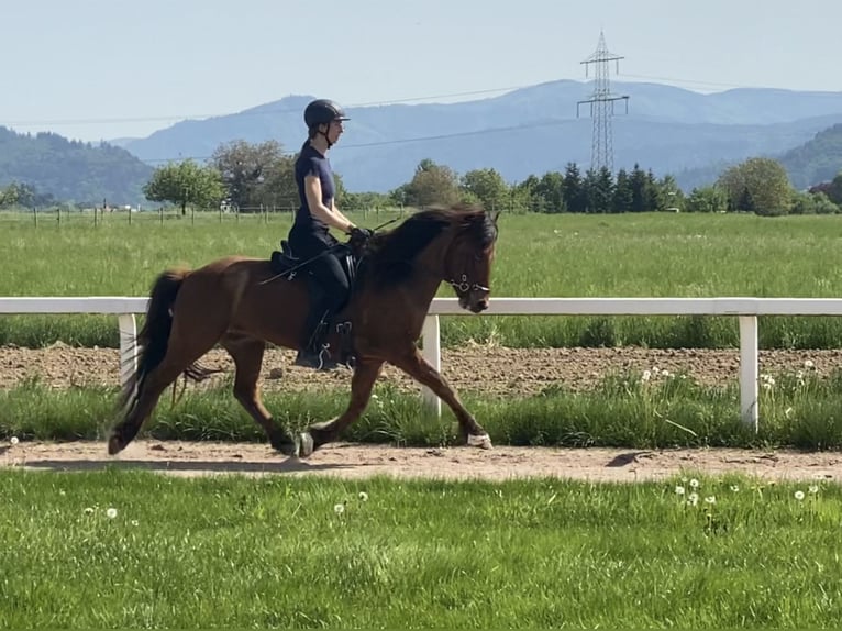 Islandpferd Wallach 7 Jahre 143 cm Brauner in Freiburg im Breisgau