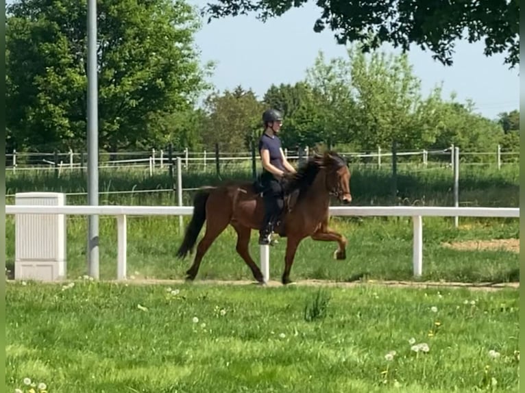 Islandpferd Wallach 7 Jahre 143 cm Brauner in Freiburg im Breisgau