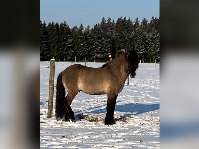 Islandpferd Wallach 7 Jahre 143 cm Falbe in Tacherting