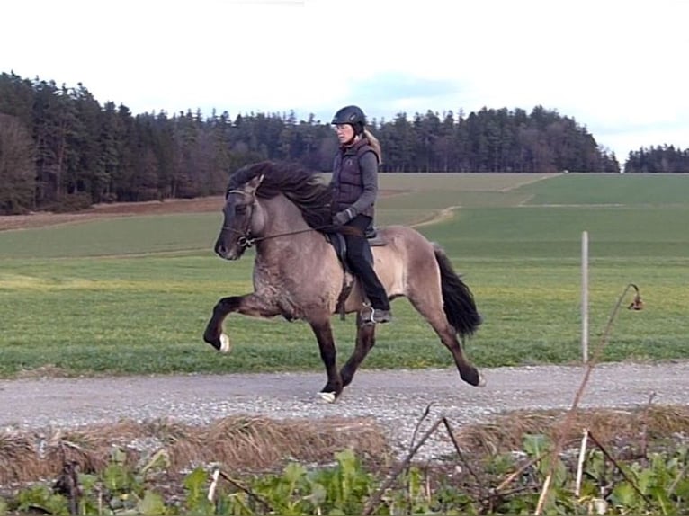 Islandpferd Wallach 7 Jahre 143 cm Falbe in Tacherting