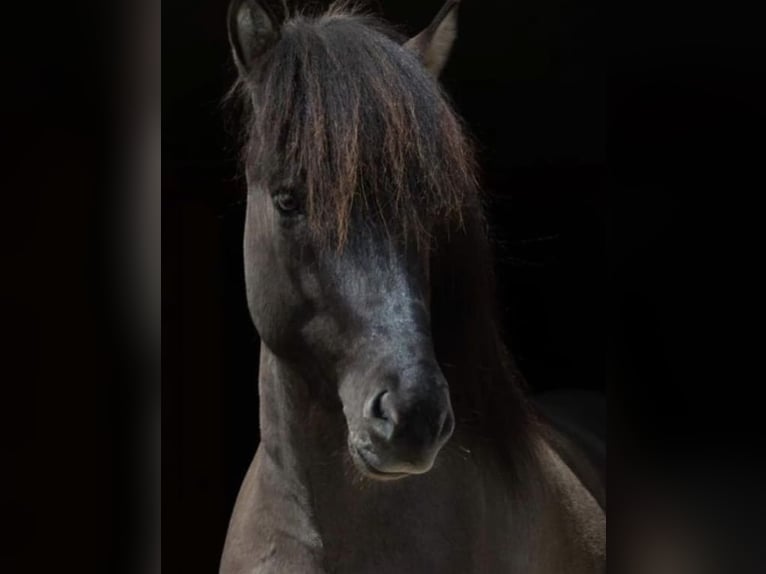 Islandpferd Wallach 7 Jahre 143 cm Falbe in Tacherting