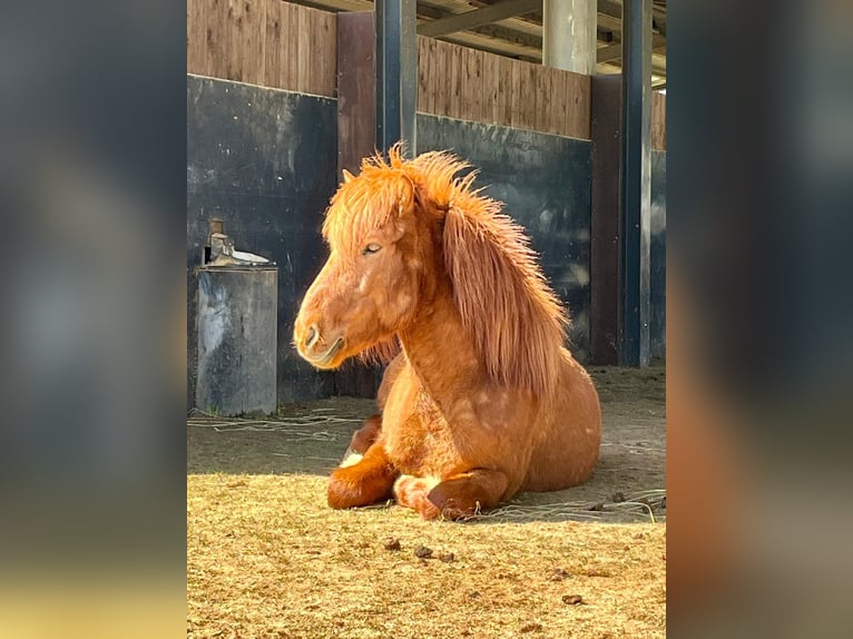 Islandpferd Wallach 7 Jahre 143 cm Fuchs in Blieskastel
