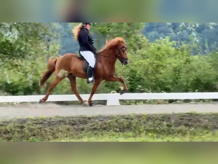 Islandpferd Wallach 7 Jahre 143 cm Fuchs in Blieskastel