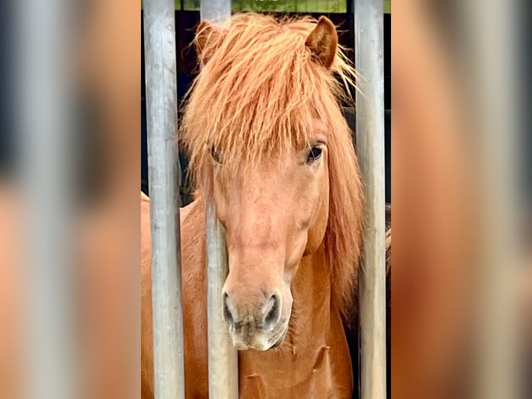 Islandpferd Wallach 7 Jahre 143 cm Fuchs in Blieskastel