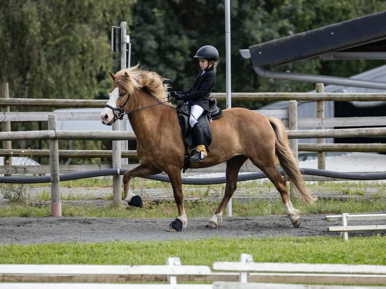 Islandpferd Wallach 7 Jahre 143 cm Fuchs in Steinau