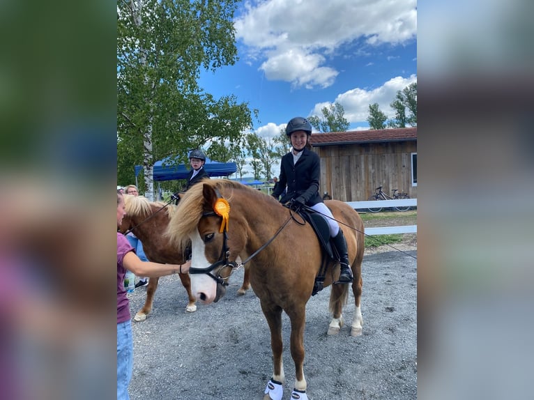 Islandpferd Wallach 7 Jahre 143 cm Fuchs in Steinau