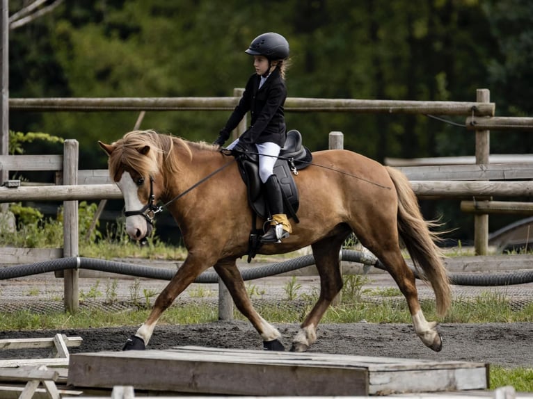 Islandpferd Wallach 7 Jahre 143 cm Fuchs in Steinau
