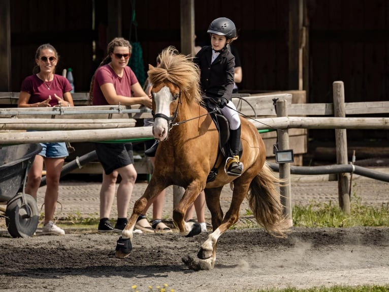 Islandpferd Wallach 7 Jahre 143 cm Fuchs in Steinau