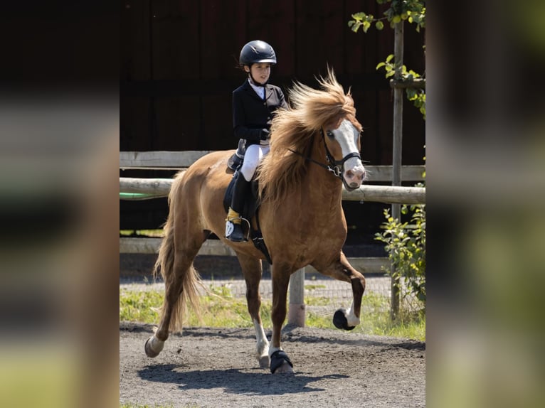 Islandpferd Wallach 7 Jahre 143 cm Fuchs in Steinau