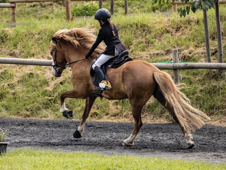 Islandpferd Wallach 7 Jahre 143 cm Fuchs in Steinau