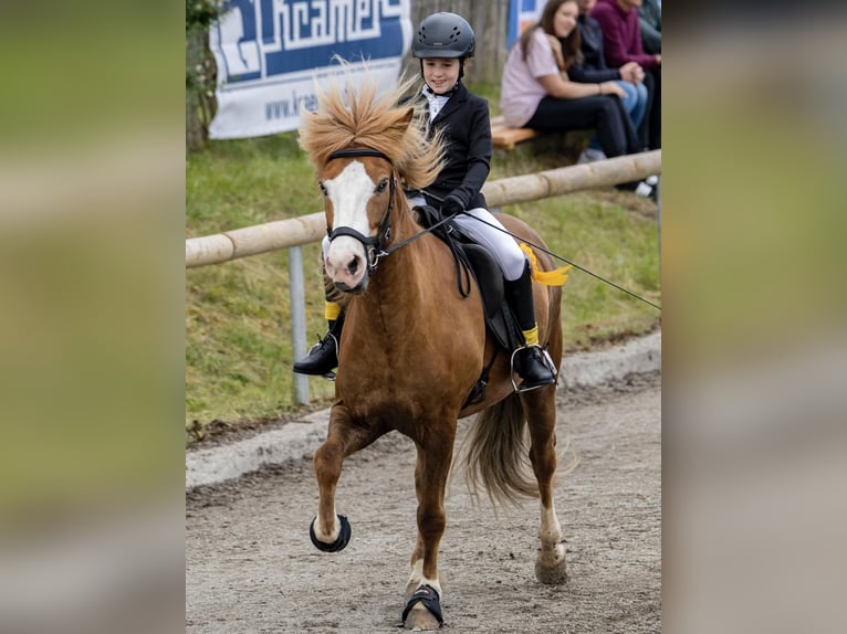 Islandpferd Wallach 7 Jahre 143 cm Fuchs in Steinau