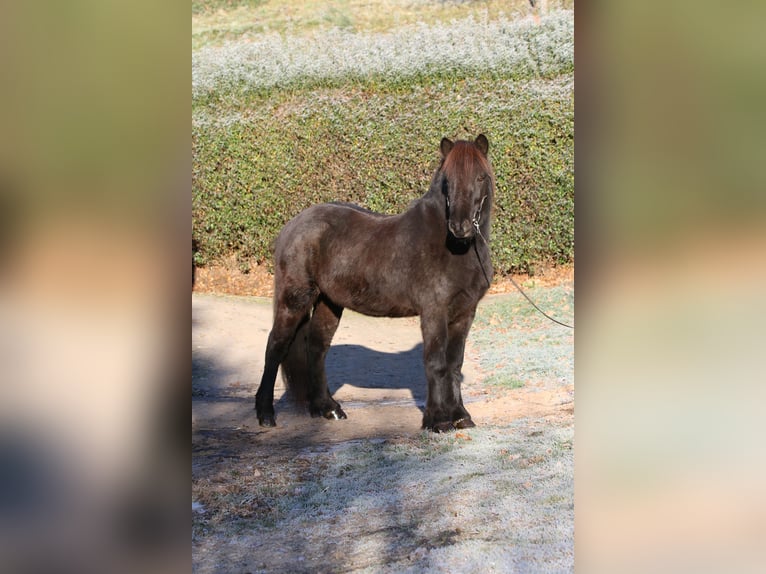 Islandpferd Wallach 7 Jahre 143 cm Rappe in Dohm-Lammersdorf