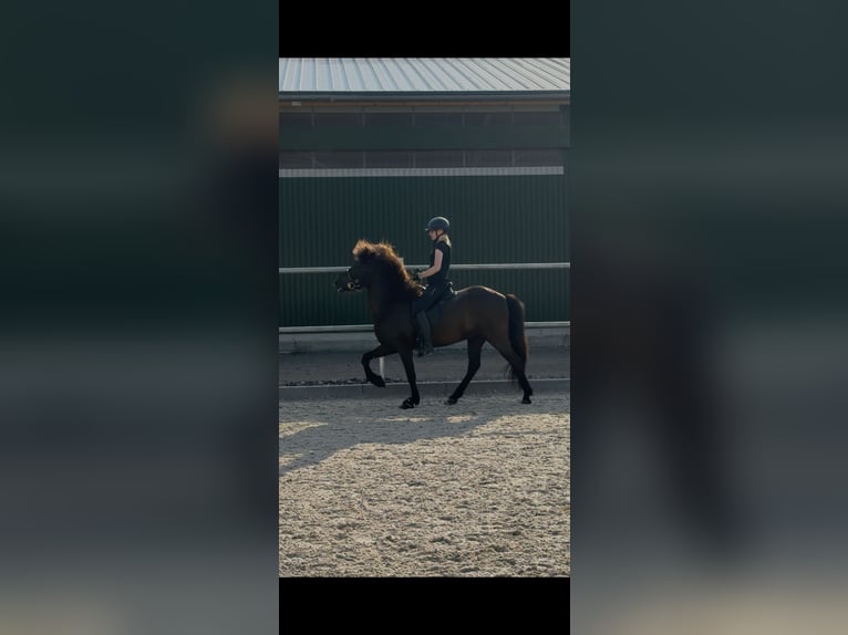 Islandpferd Wallach 7 Jahre 143 cm Rappe in Bad Emstal