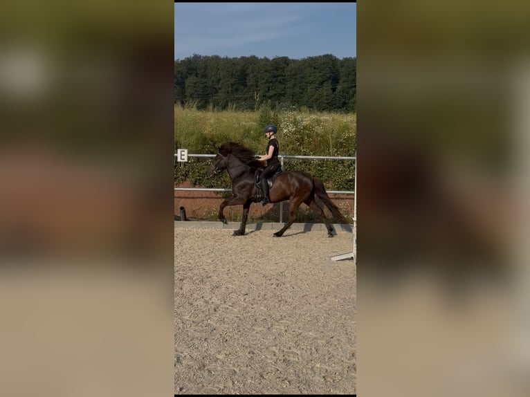 Islandpferd Wallach 7 Jahre 143 cm Rappe in Bad Emstal