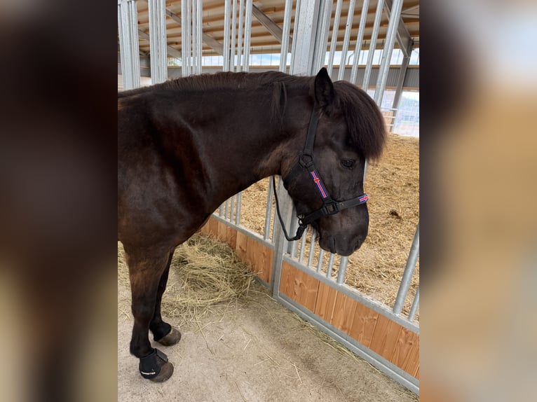 Islandpferd Wallach 7 Jahre 143 cm Rappe in Bad Emstal