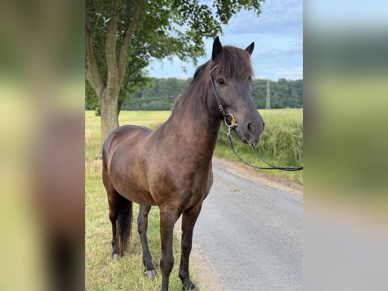 Islandpferd Wallach 7 Jahre 143 cm Rappe in Bad Emstal