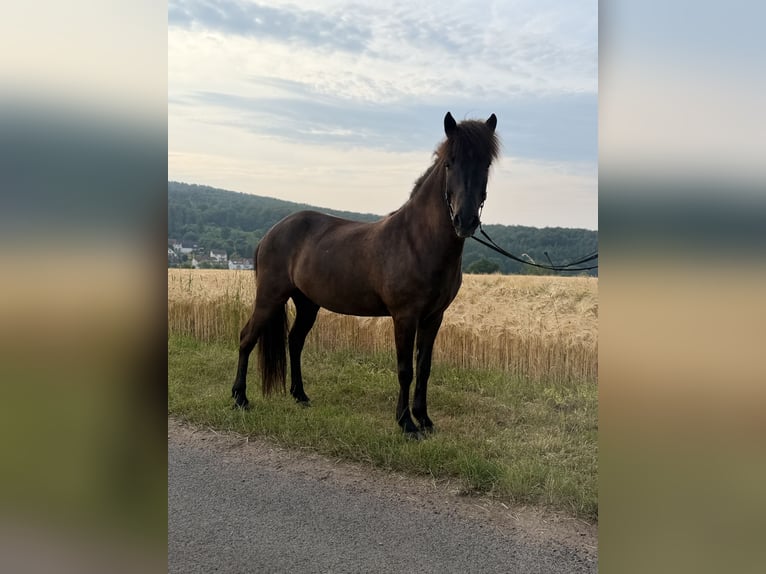 Islandpferd Wallach 7 Jahre 143 cm Rappe in Bad Emstal