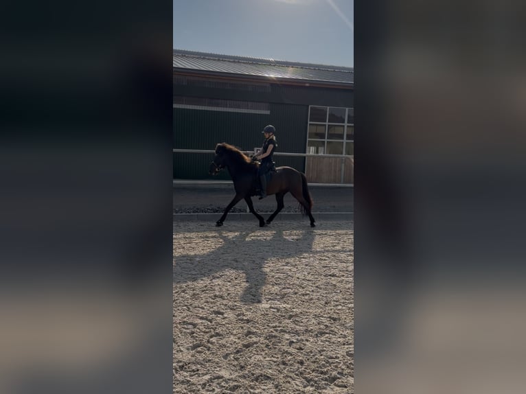 Islandpferd Wallach 7 Jahre 143 cm Rappe in Bad Emstal