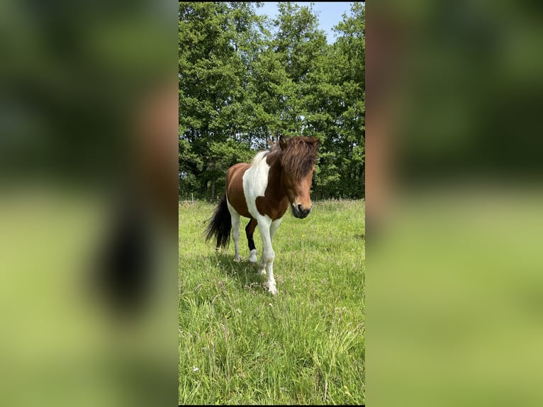 Islandpferd Wallach 7 Jahre 143 cm Schecke in Grefrath