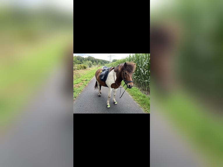 Islandpferd Wallach 7 Jahre 143 cm Schecke in Grefrath