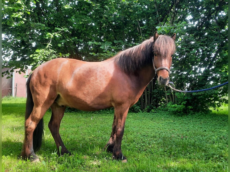 Islandpferd Wallach 7 Jahre 144 cm Brauner in Remchingen