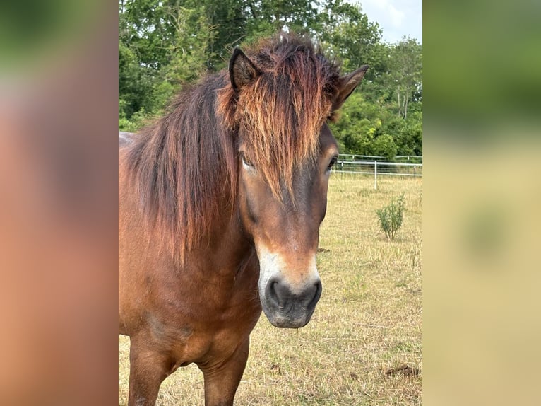 Islandpferd Wallach 7 Jahre 144 cm Brauner in Lassee