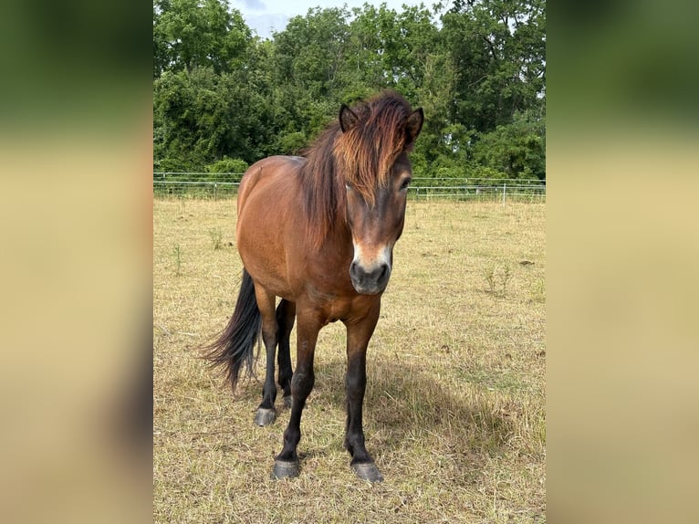 Islandpferd Wallach 7 Jahre 144 cm Brauner in Lassee