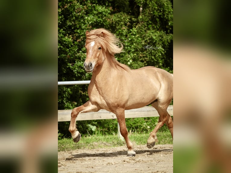 Islandpferd Wallach 7 Jahre 144 cm Falbe in Soltau