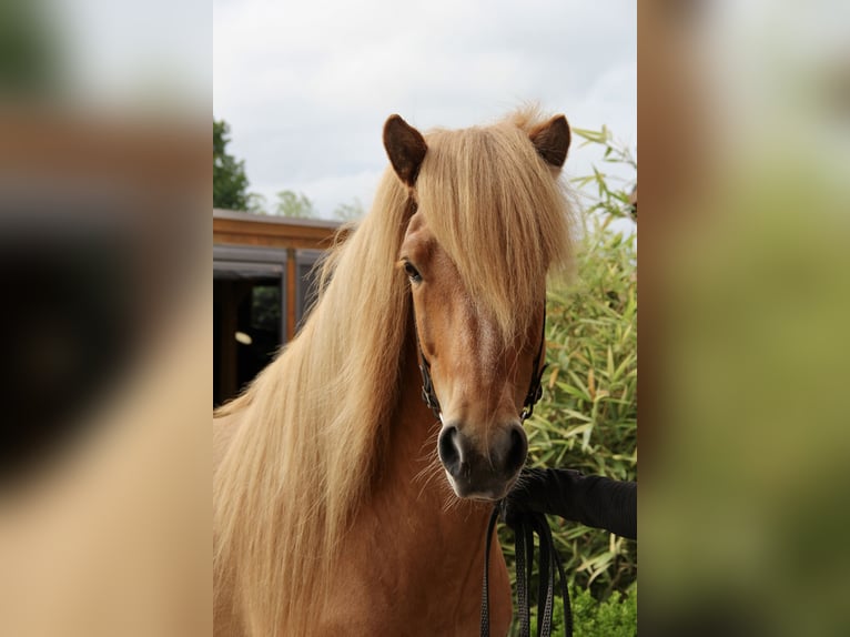 Islandpferd Wallach 7 Jahre 144 cm Falbe in Soltau