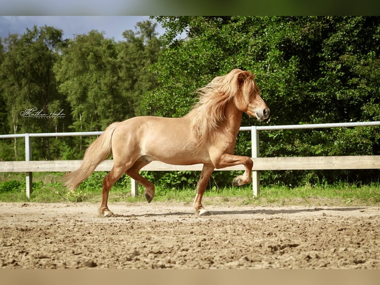 Islandpferd Wallach 7 Jahre 144 cm Falbe in Soltau