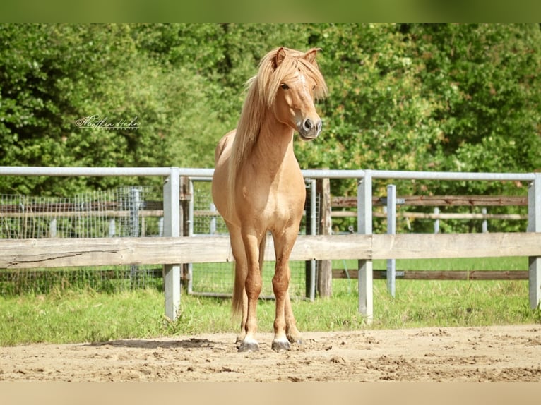 Islandpferd Wallach 7 Jahre 144 cm Falbe in Soltau