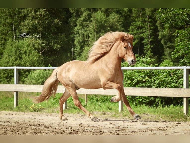 Islandpferd Wallach 7 Jahre 144 cm Falbe in Soltau