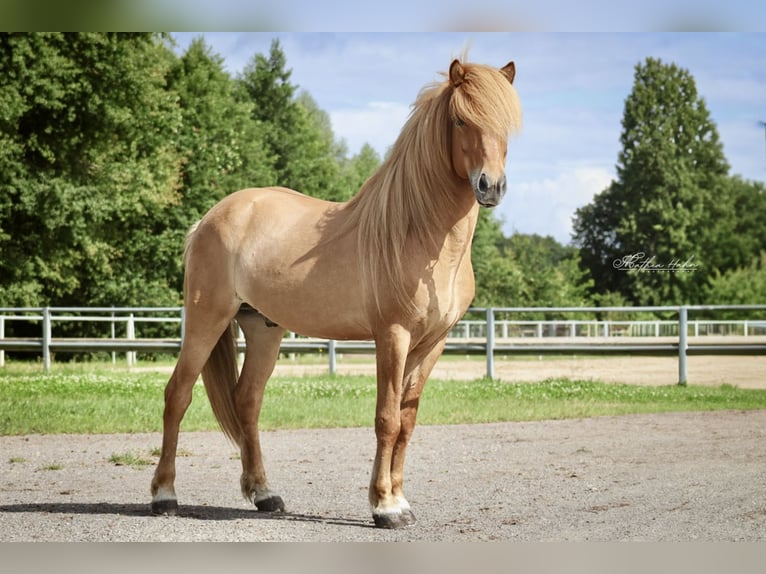 Islandpferd Wallach 7 Jahre 144 cm Falbe in Soltau