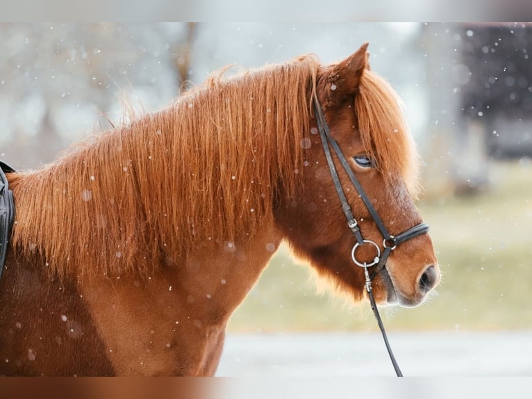 Islandpferd Wallach 7 Jahre 144 cm Fuchs in Taufkirchen an der Trattnach