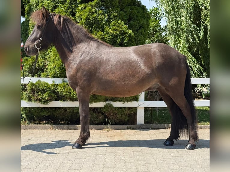 Islandpferd Wallach 7 Jahre 144 cm Rappe in Mining