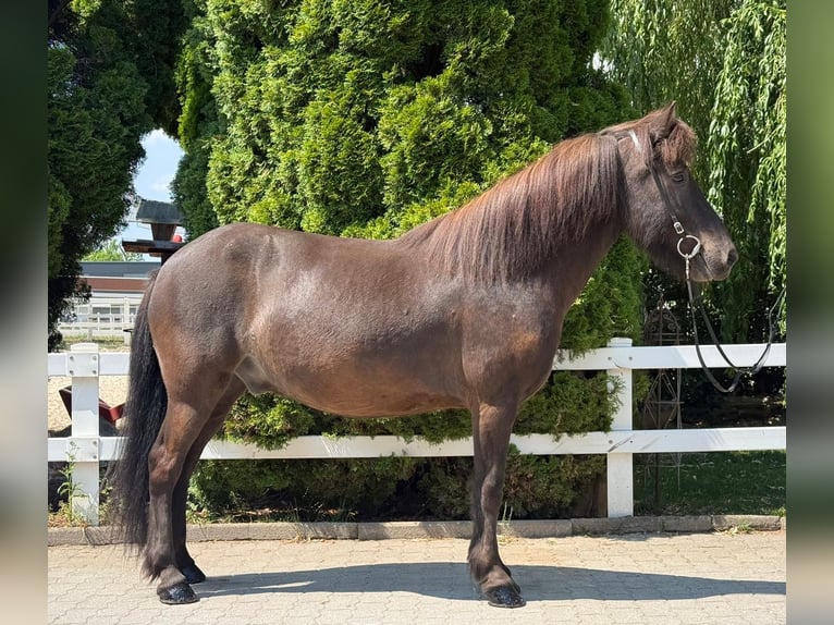 Islandpferd Wallach 7 Jahre 144 cm Rappe in Mining
