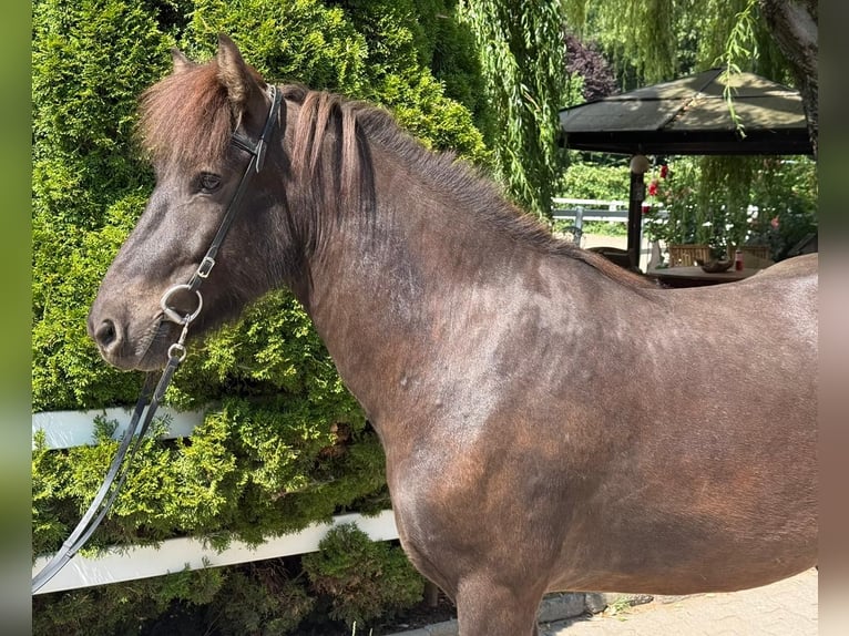 Islandpferd Wallach 7 Jahre 144 cm Rappe in Mining