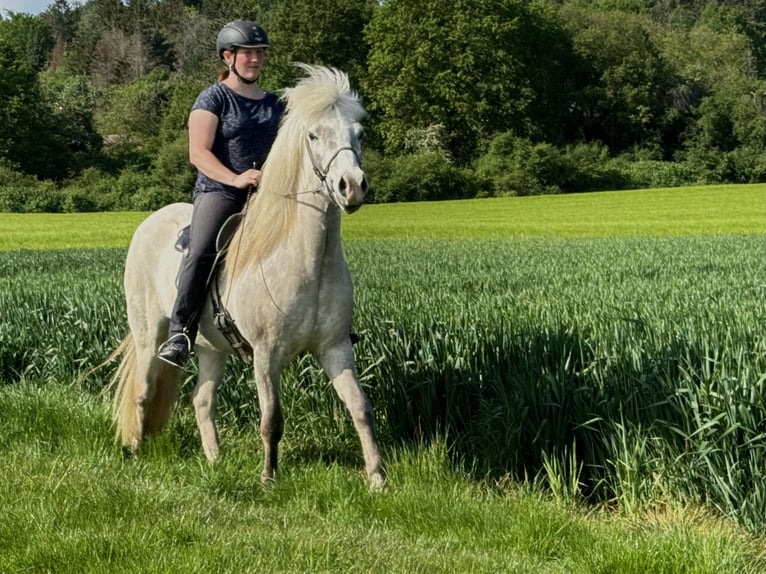 Islandpferd Wallach 7 Jahre 144 cm Rotschimmel in Waldalgesheim