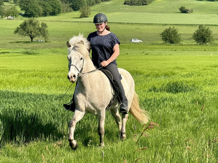 Islandpferd Wallach 7 Jahre 144 cm Rotschimmel in Waldalgesheim