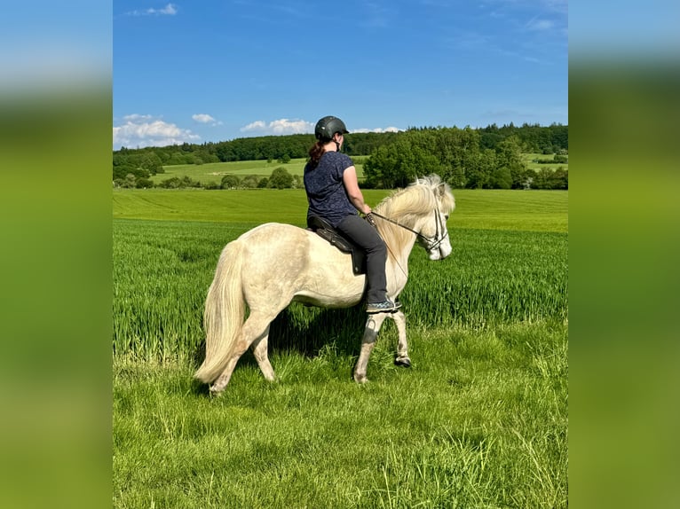 Islandpferd Wallach 7 Jahre 144 cm Rotschimmel in Waldalgesheim