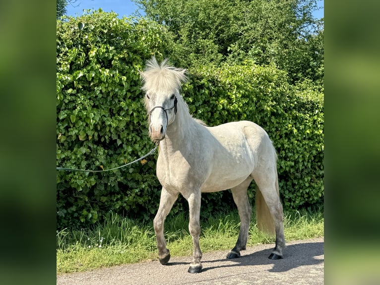 Islandpferd Wallach 7 Jahre 144 cm Rotschimmel in Waldalgesheim