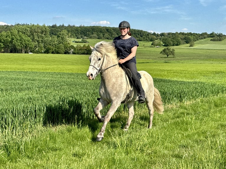 Islandpferd Wallach 7 Jahre 144 cm Rotschimmel in Waldalgesheim