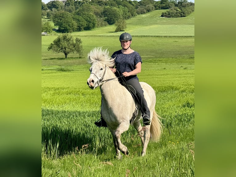 Islandpferd Wallach 7 Jahre 144 cm Rotschimmel in Waldalgesheim