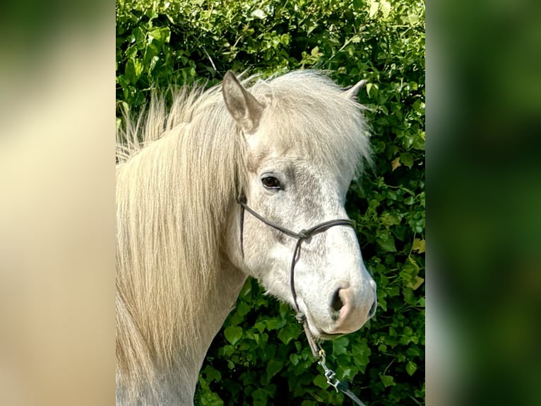 Islandpferd Wallach 7 Jahre 144 cm Rotschimmel in Waldalgesheim