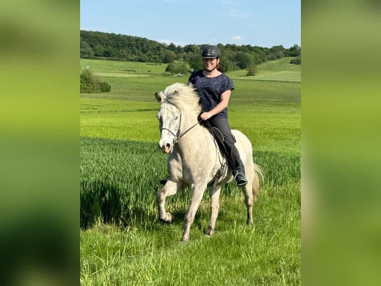 Islandpferd Wallach 7 Jahre 144 cm Rotschimmel in Waldalgesheim