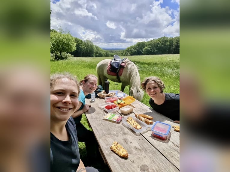 Islandpferd Wallach 7 Jahre 144 cm Rotschimmel in Waldalgesheim