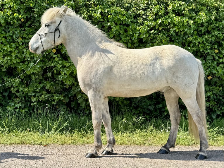 Islandpferd Wallach 7 Jahre 144 cm Rotschimmel in Waldalgesheim