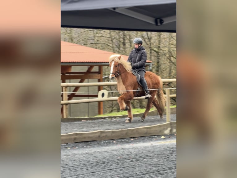 Islandpferd Wallach 7 Jahre 145 cm Fuchs in Limeshain